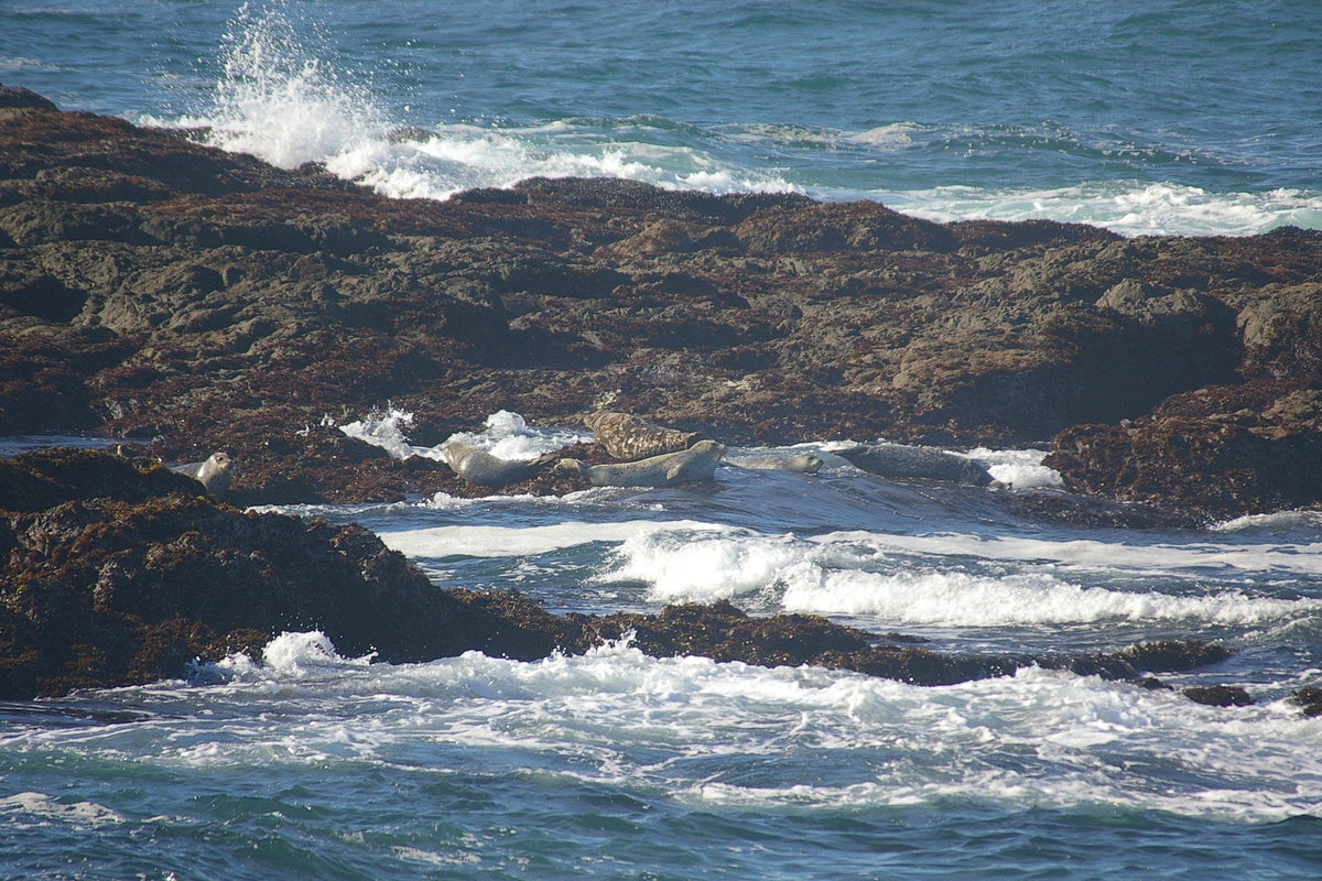 Fort Bragg