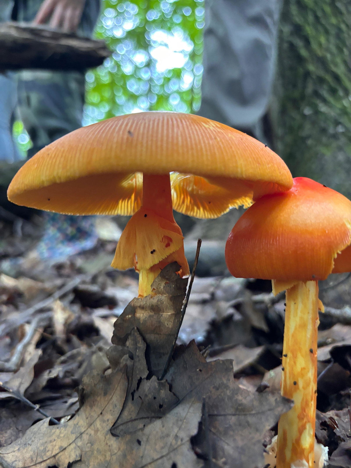 Orange-capped wild mushrooms found on a Wyldforest tour near Cleveland