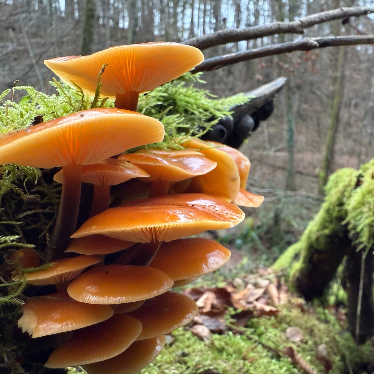 Winter mushrooms on a guided winter foraging walk