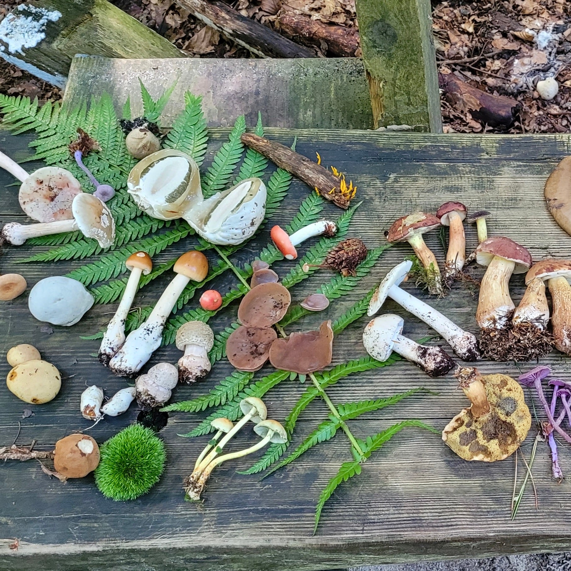 Mushroom Hunting Los Angeles