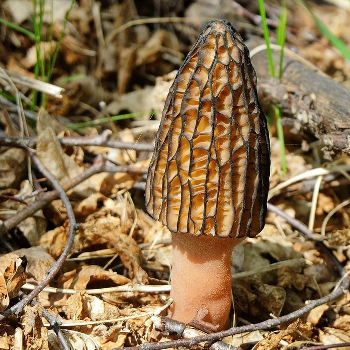 Certified Mushroom Guide Training