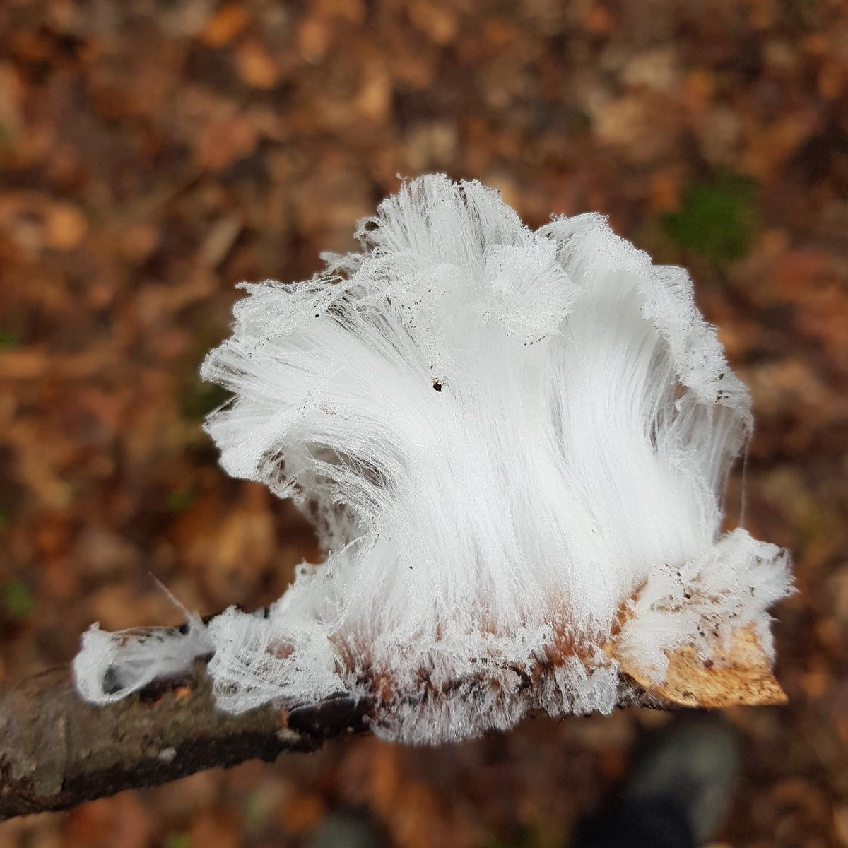 Winter mushrooms on a guided winter foraging walk