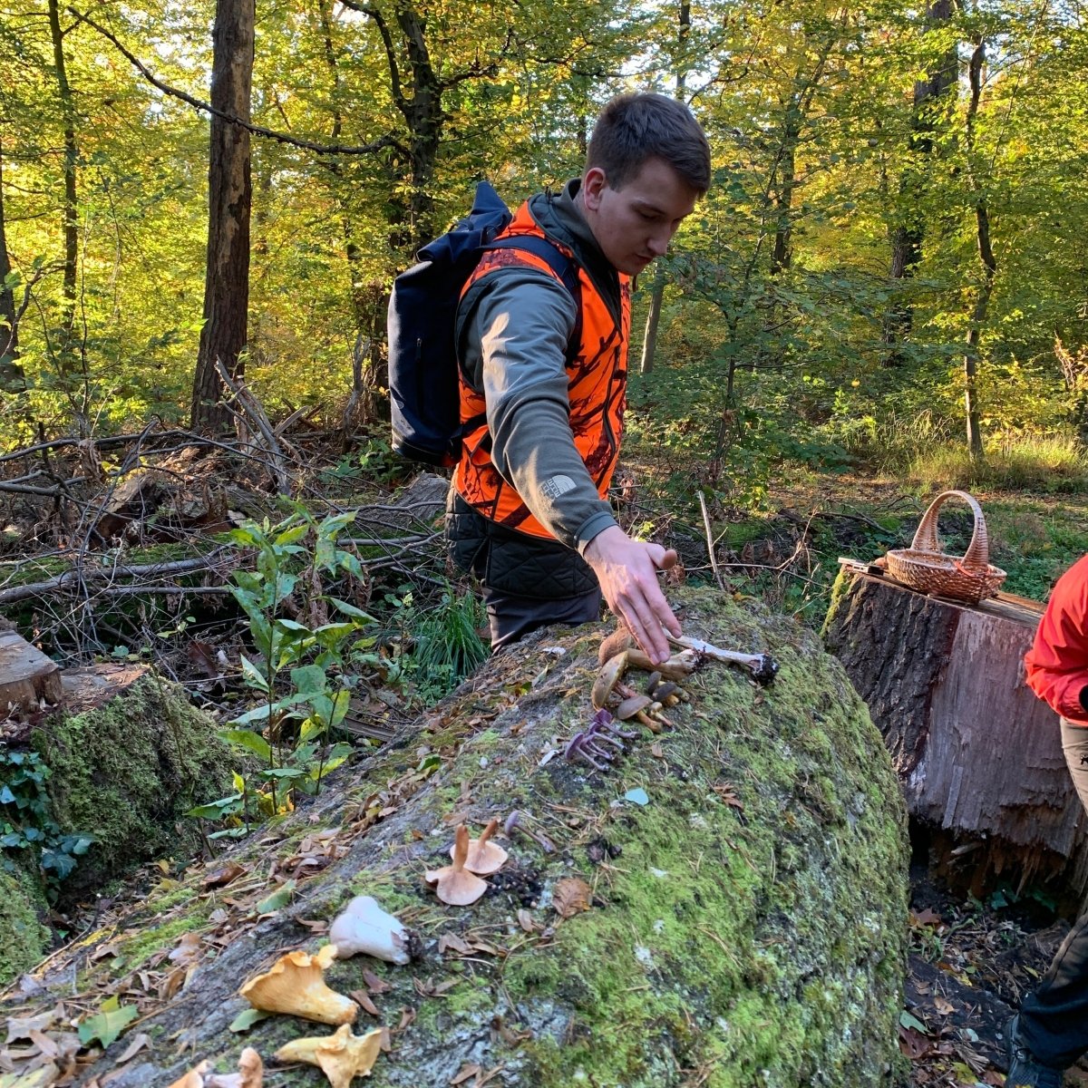 Mushroom Hunting Pittsburgh (North)