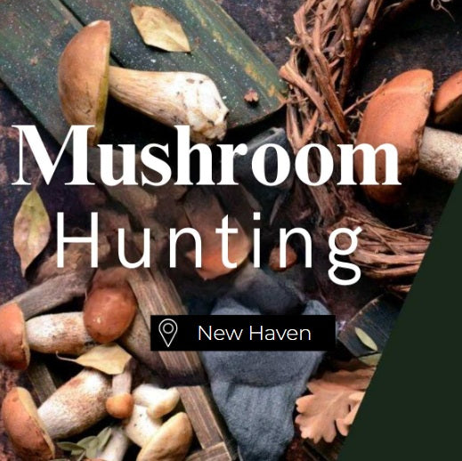 Mushroom Hunting New Haven