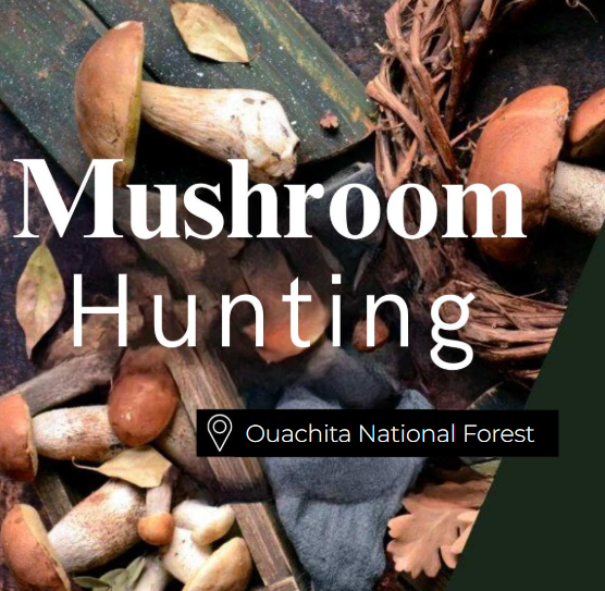 Mushroom Hunting Ouachita National Forest
