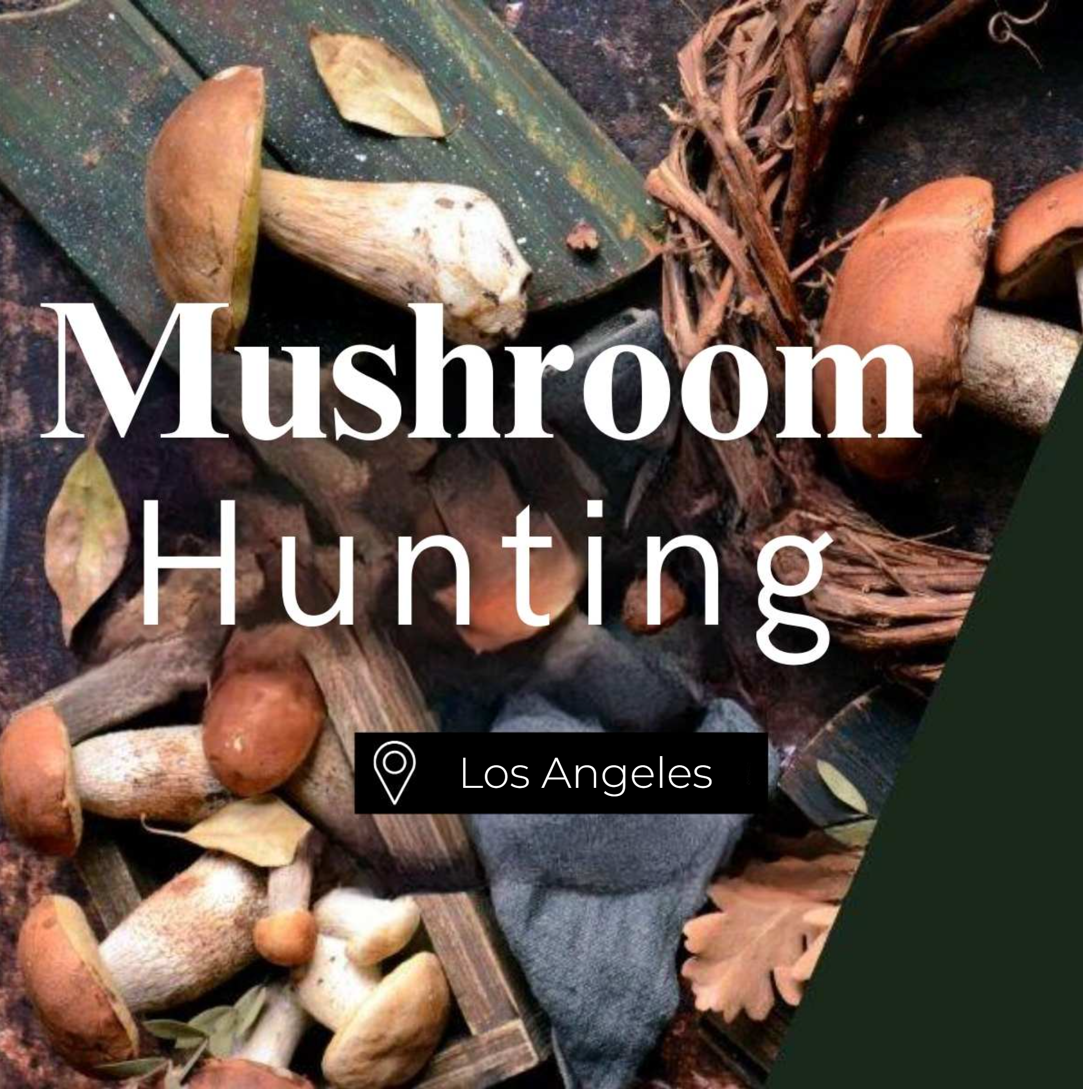 Mushroom Hunting Los Angeles