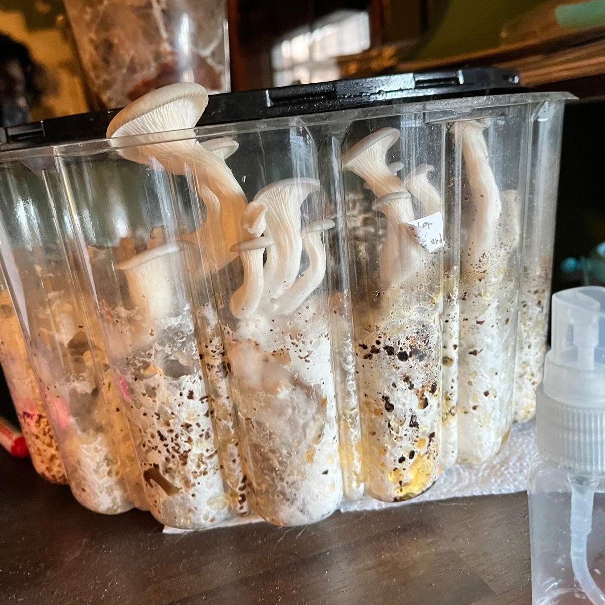 Mushroom Cultivation Class Los Angeles