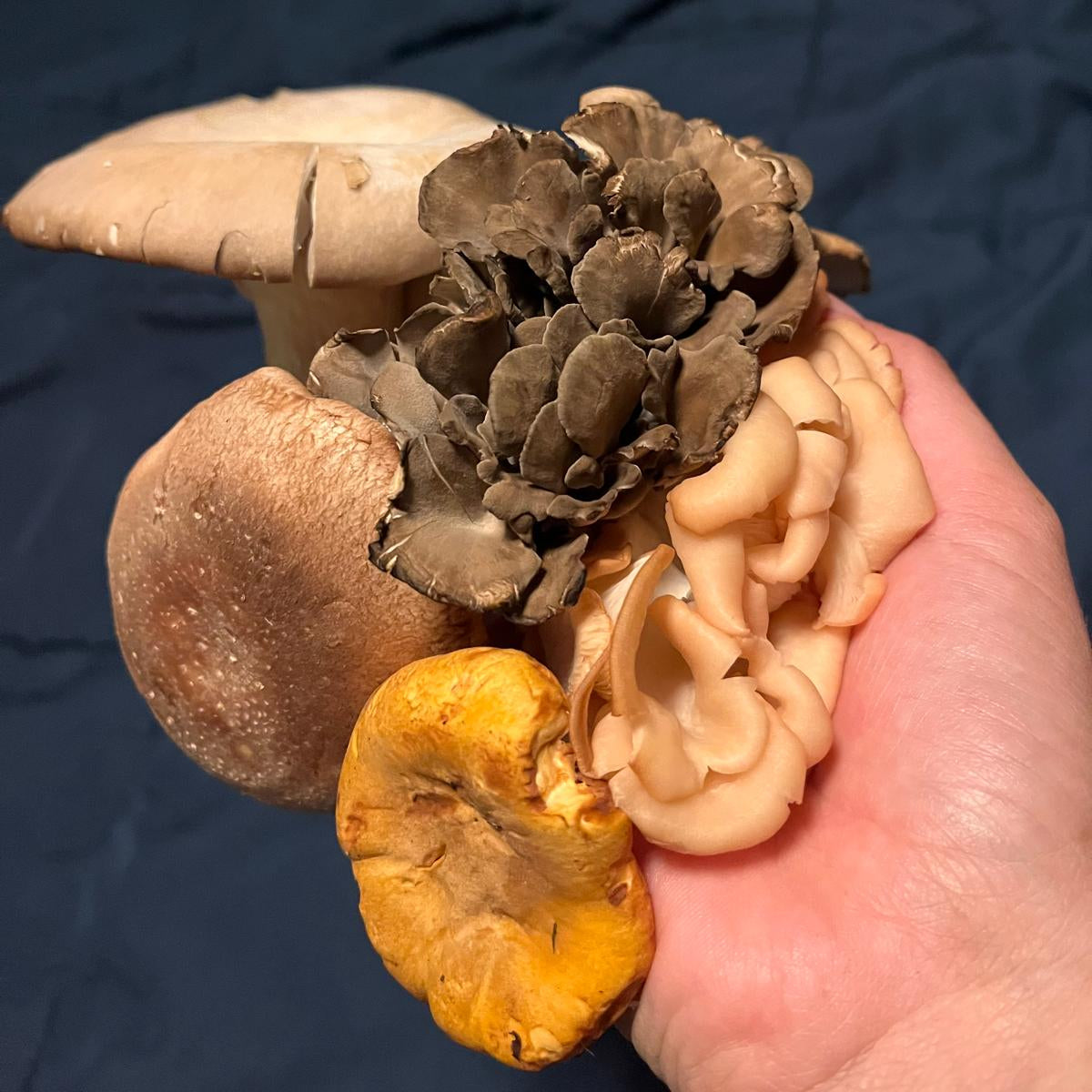 Mushroom Cultivation Class Los Angeles