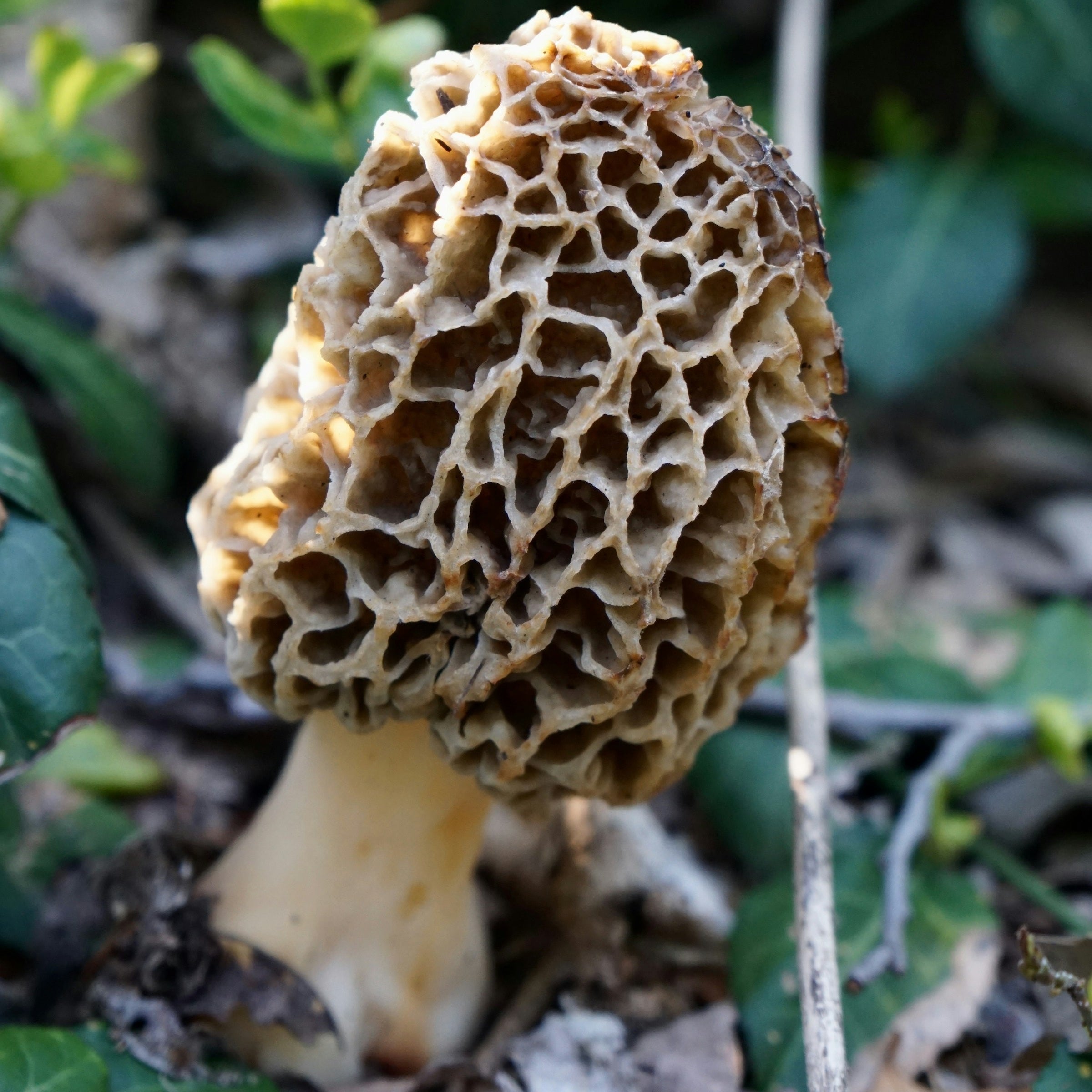 Mushroom Hunting Mt Vernon