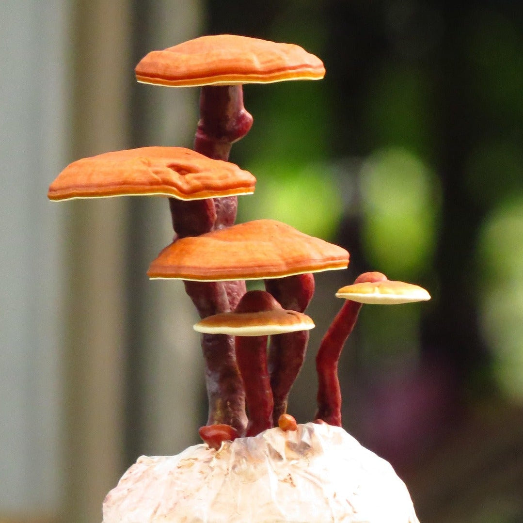 Mushroom Cultivation Class Los Angeles