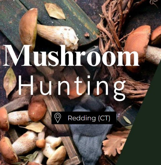 Mushroom Hunting Redding (CT)