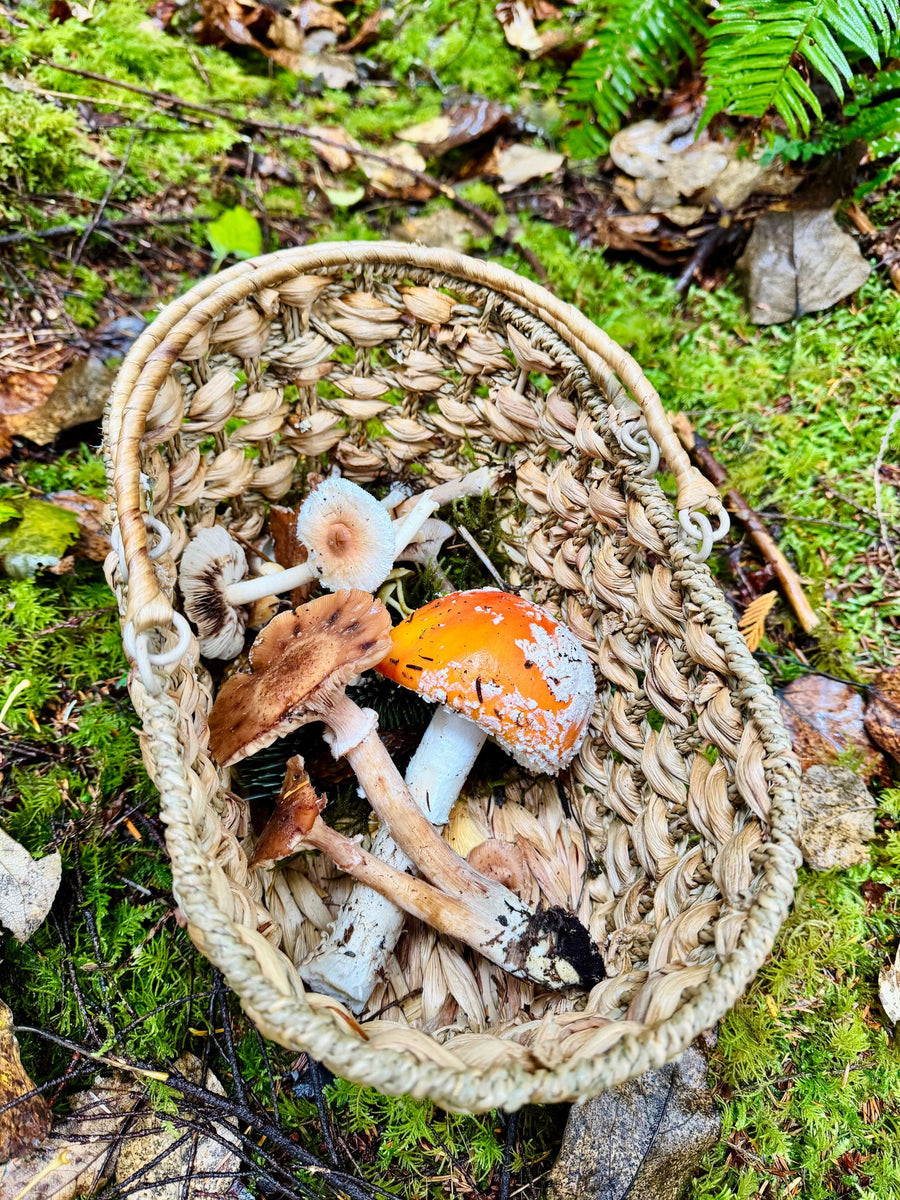 Woven basket with wild mushrooms found on a Wyldforest tour near Seattle