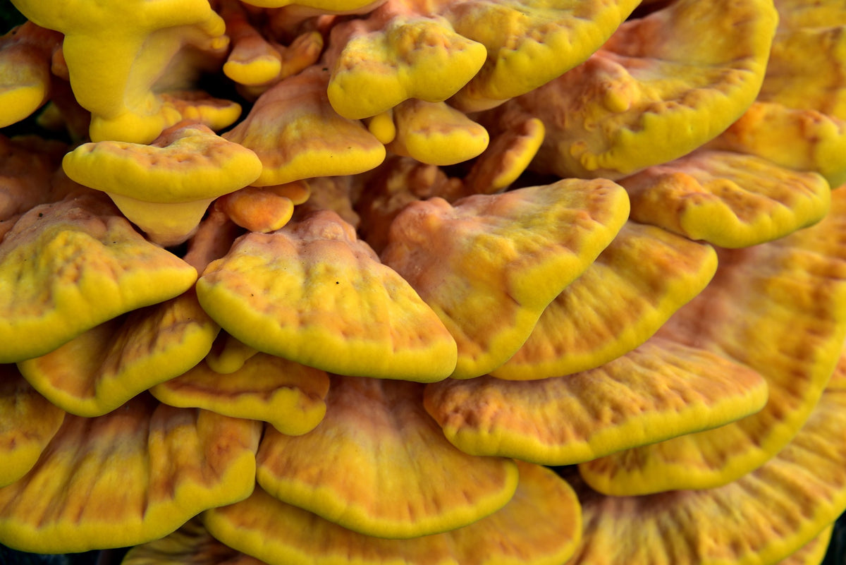 Cluster of bright yellow sulphur shelf mushrooms