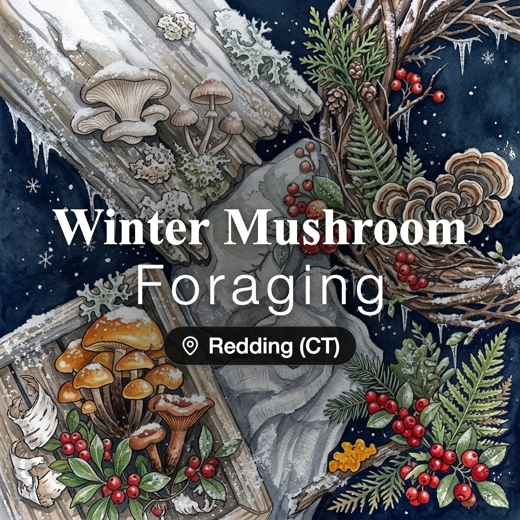 Winter Mushroom Foraging Redding (CT): guided winter foraging tour by Wyldforest