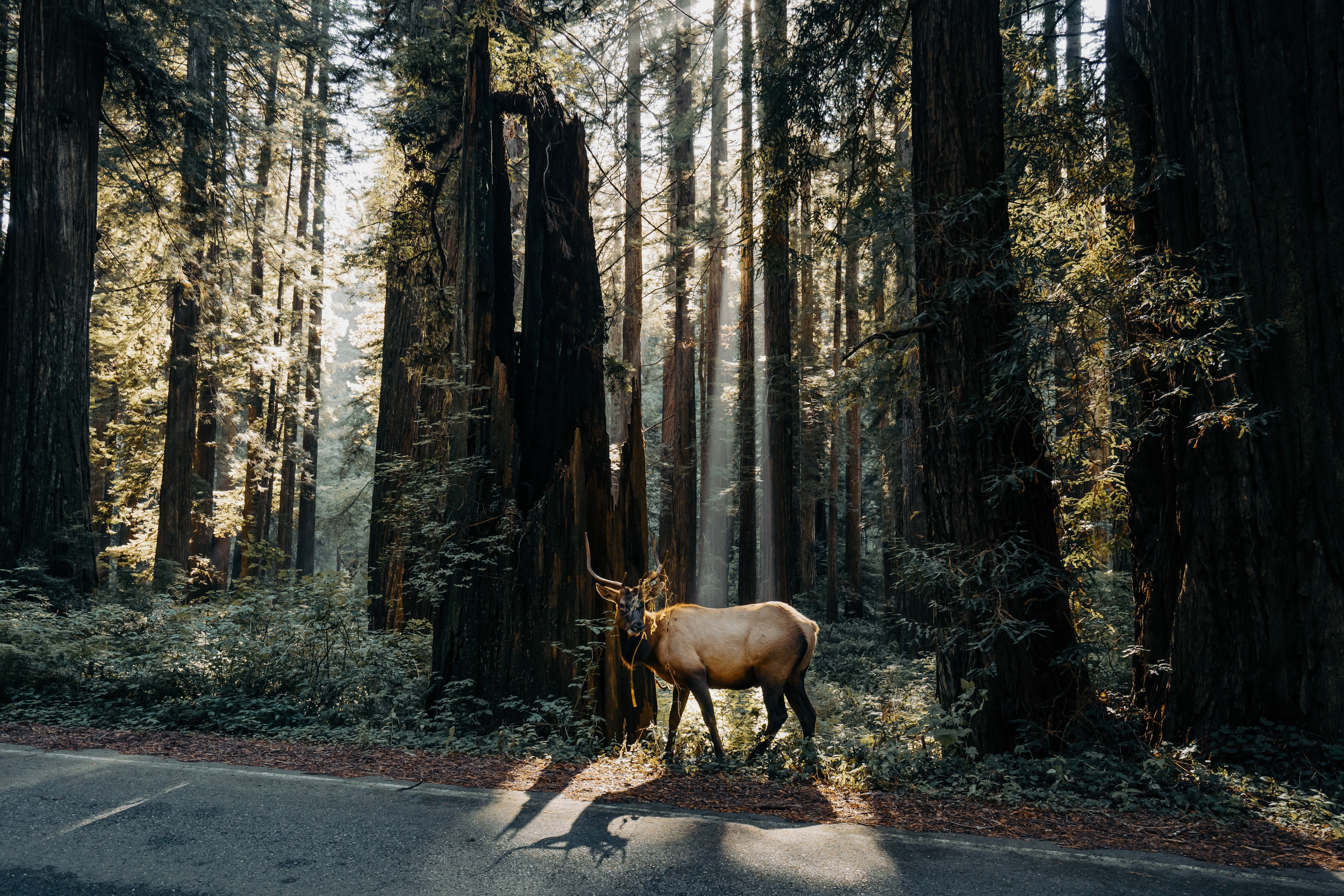 California