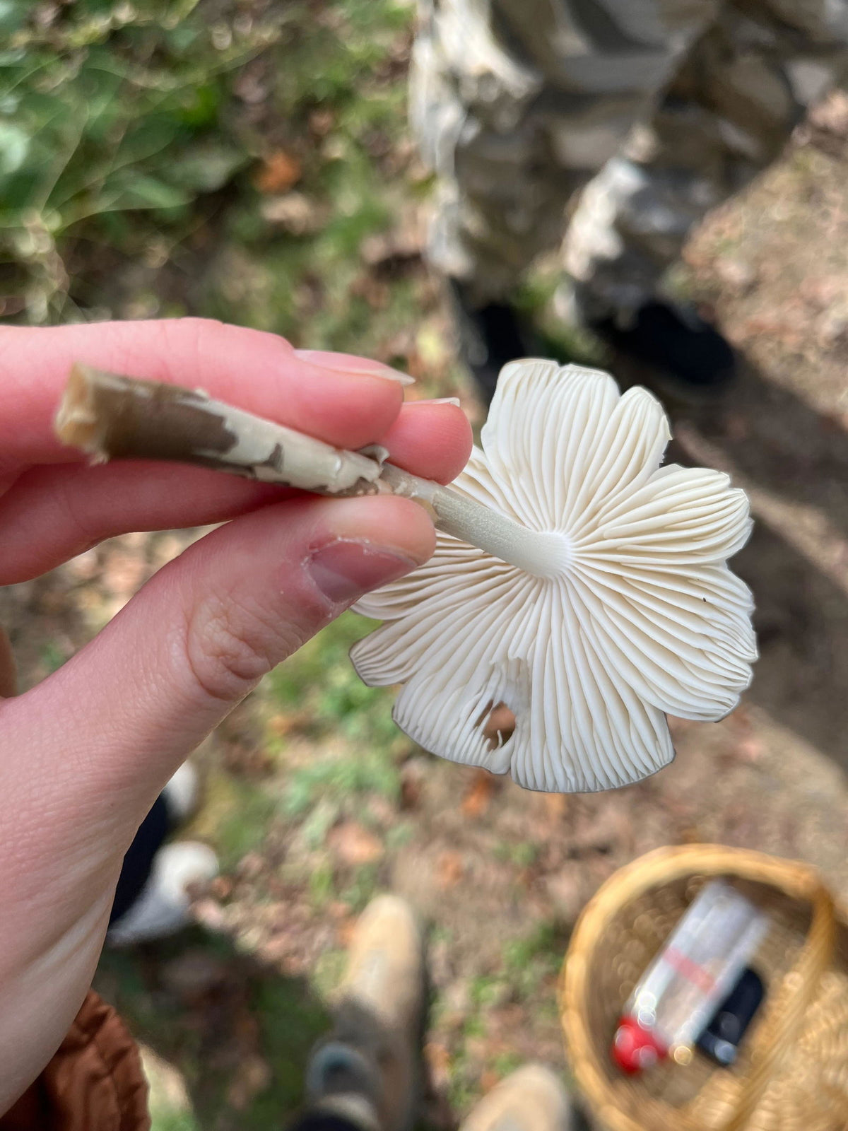 Guest holding a white gilled mushroom on a Wyldforest tour near Pittsburgh