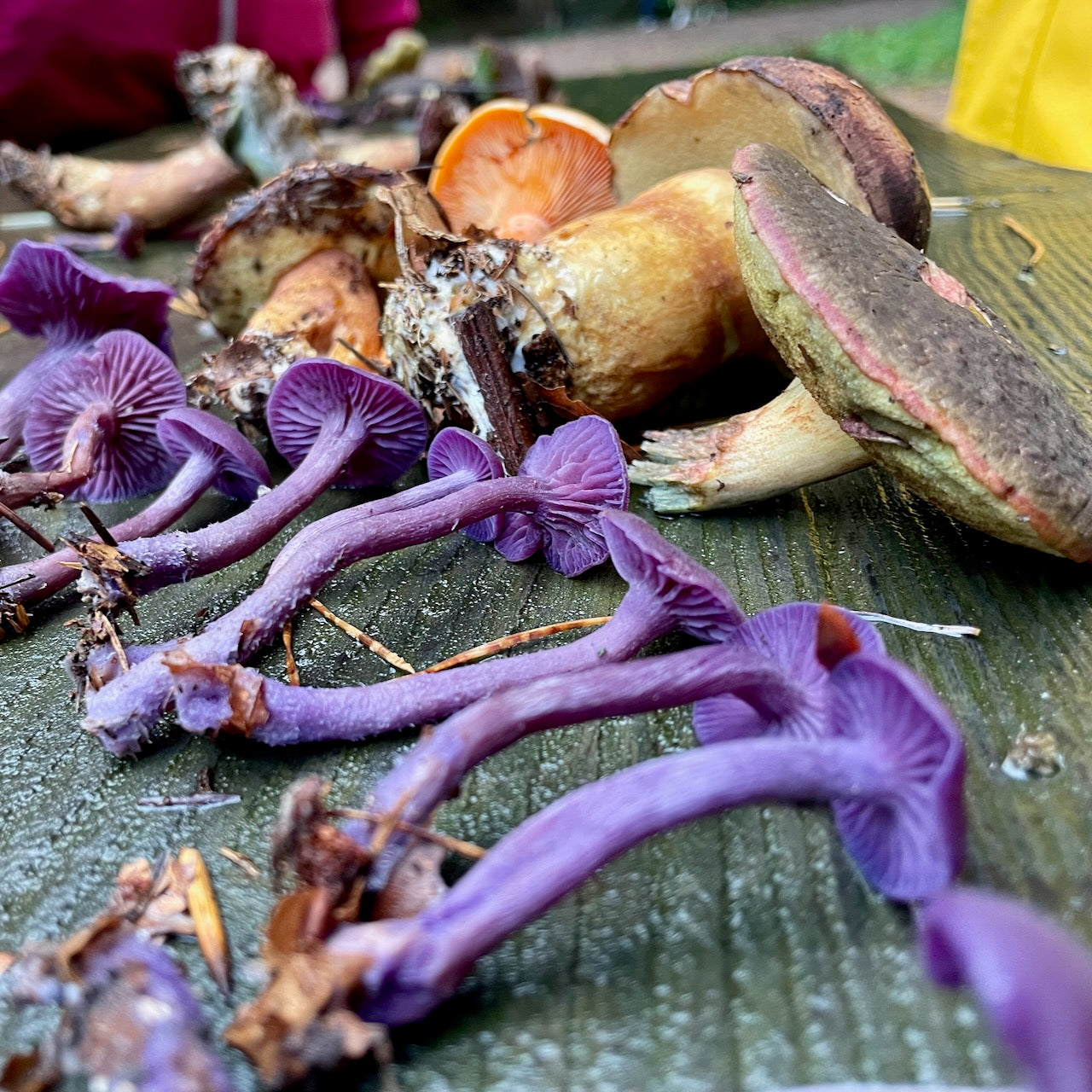 Mushroom Hunting San Francisco