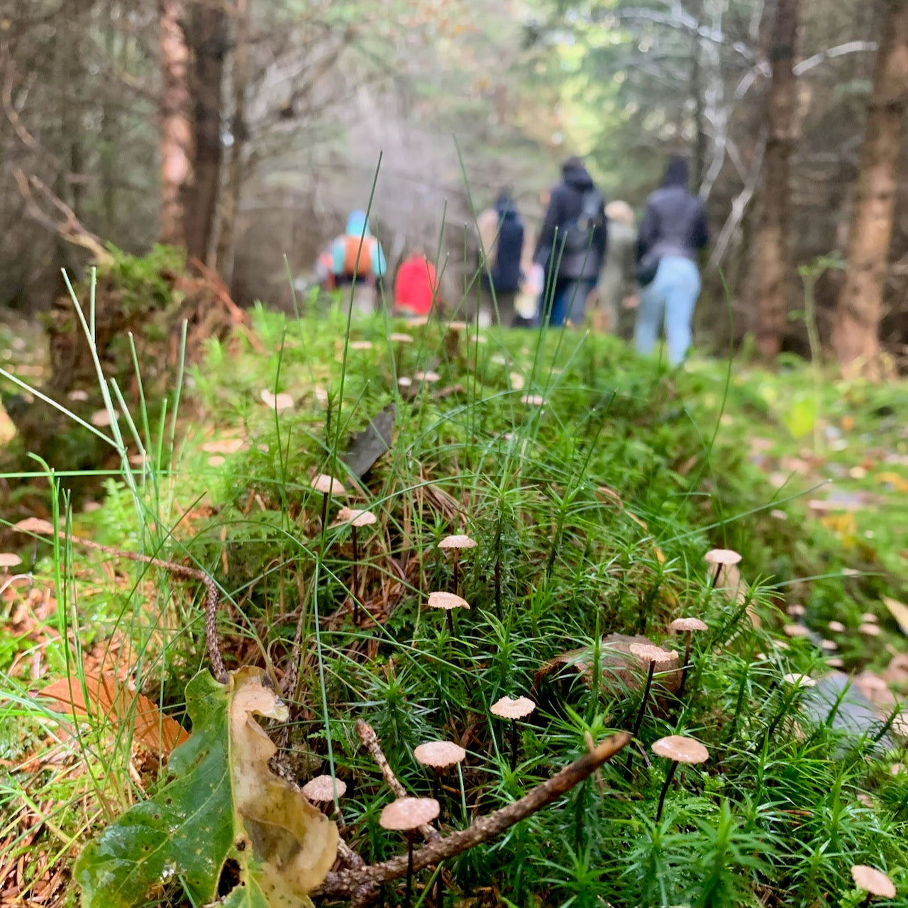 Mushroom Hunting San Francisco