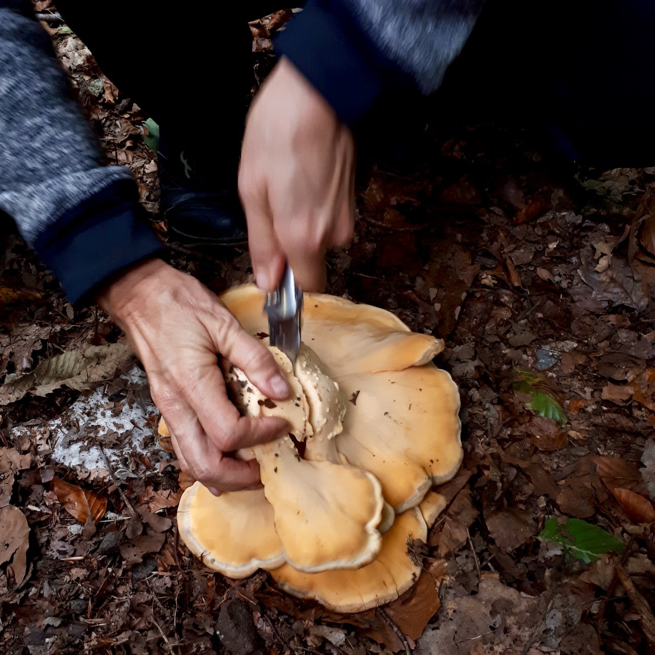 Mushroom Hunting San Francisco