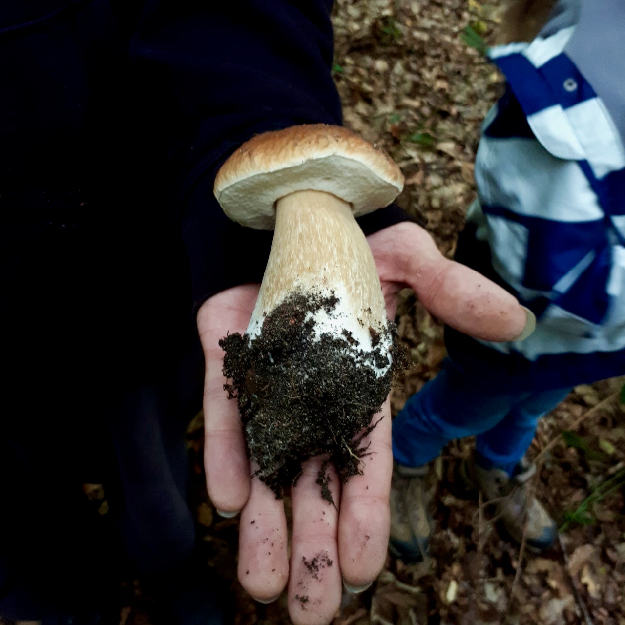 Mushroom Hunting San Francisco