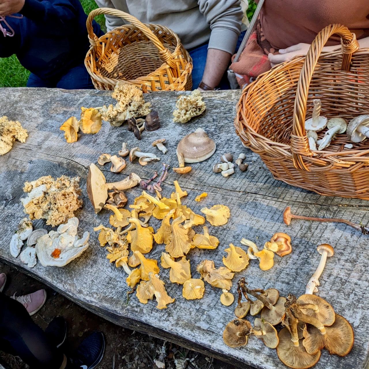 Mushroom Hunting San Francisco