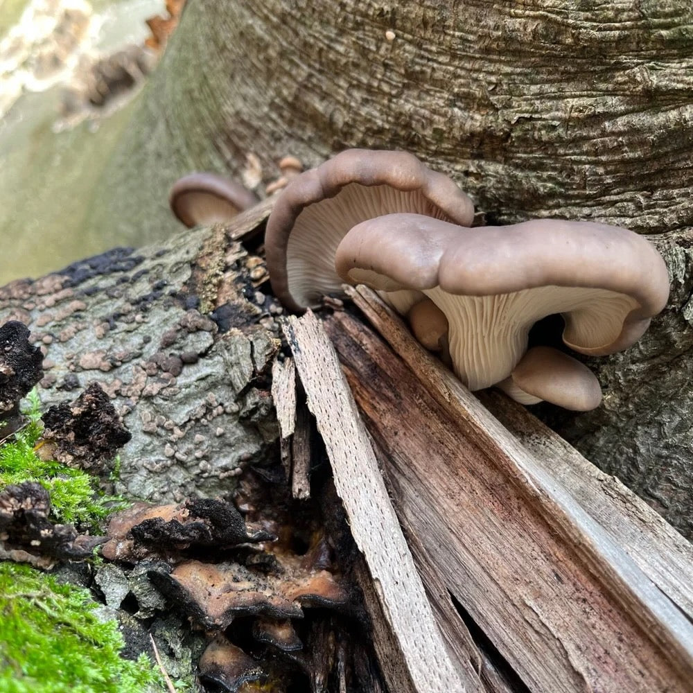 Mushroom Hunting San Francisco