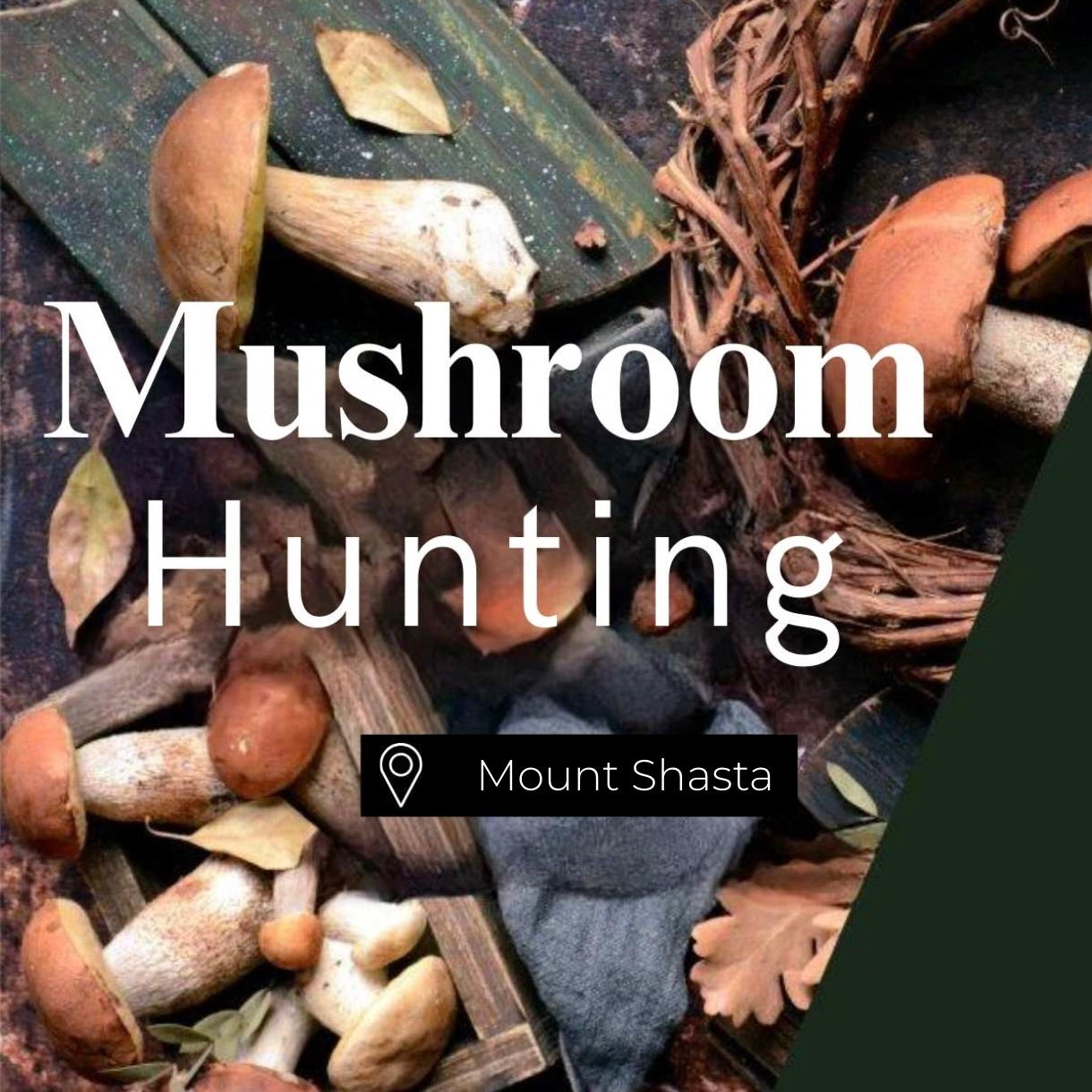 Mushroom Hunting Mount Shasta