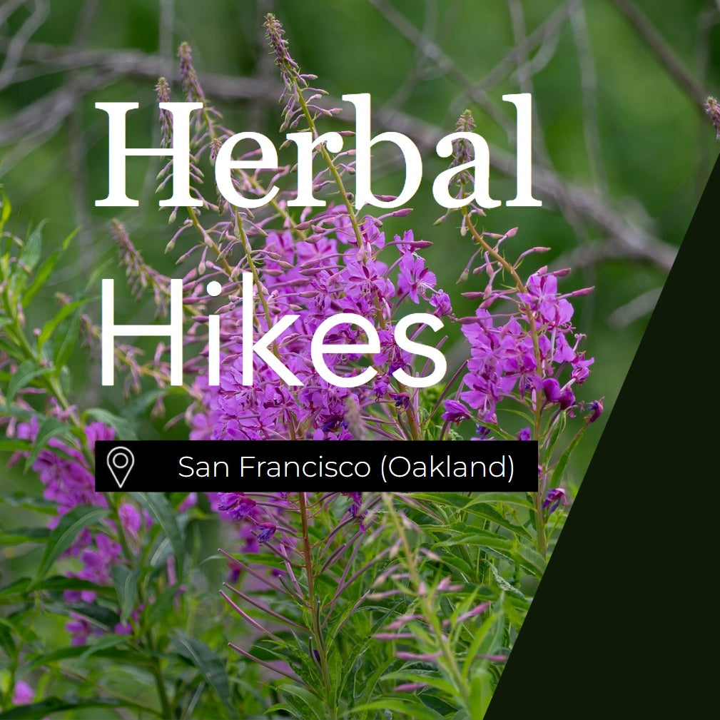 Herbal Foraging San Francisco (Oakland)