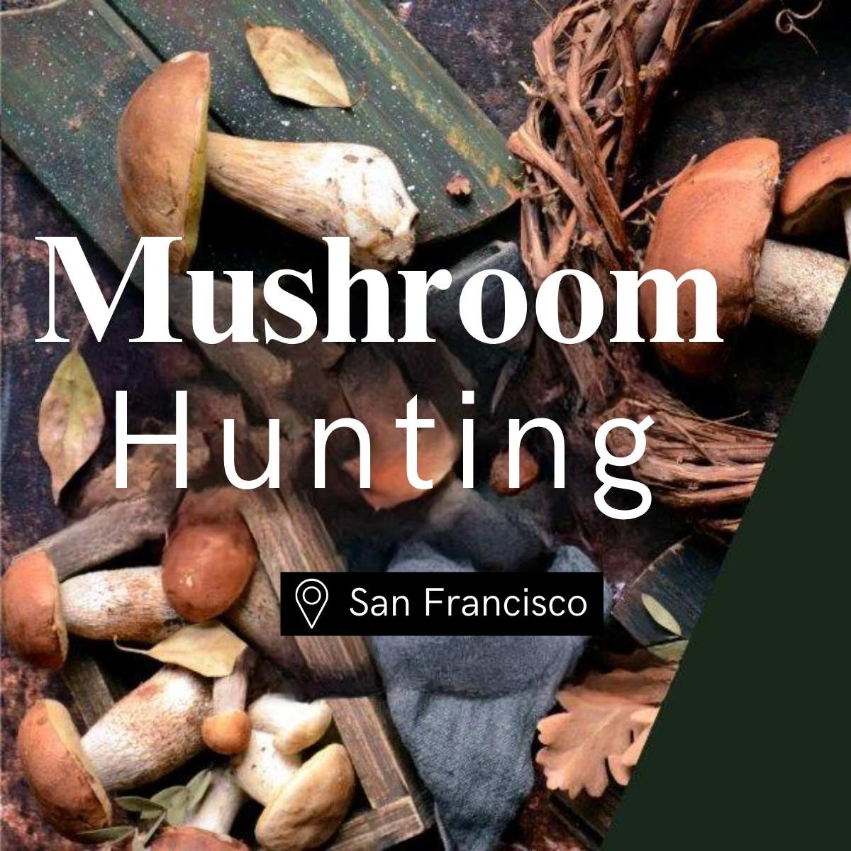 Mushroom Hunting San Francisco