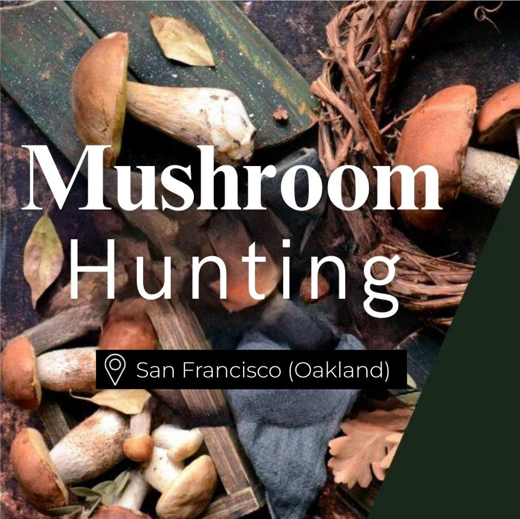 Mushroom Hunting San Francisco (Oakland)