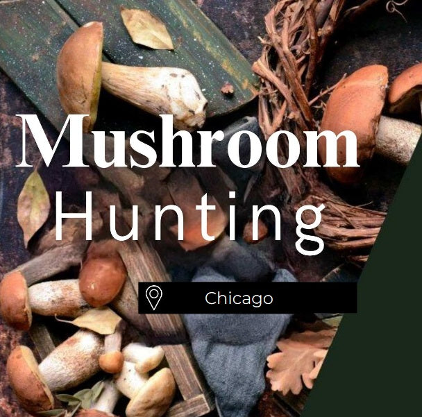 Mushroom Hunting Chicago