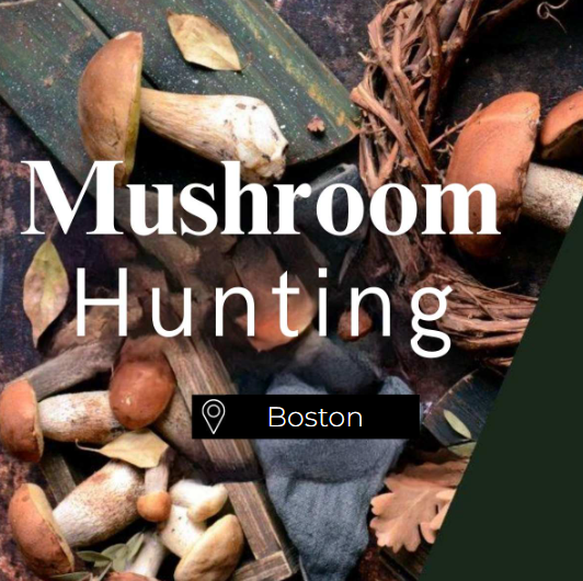 Mushroom Hunting Boston