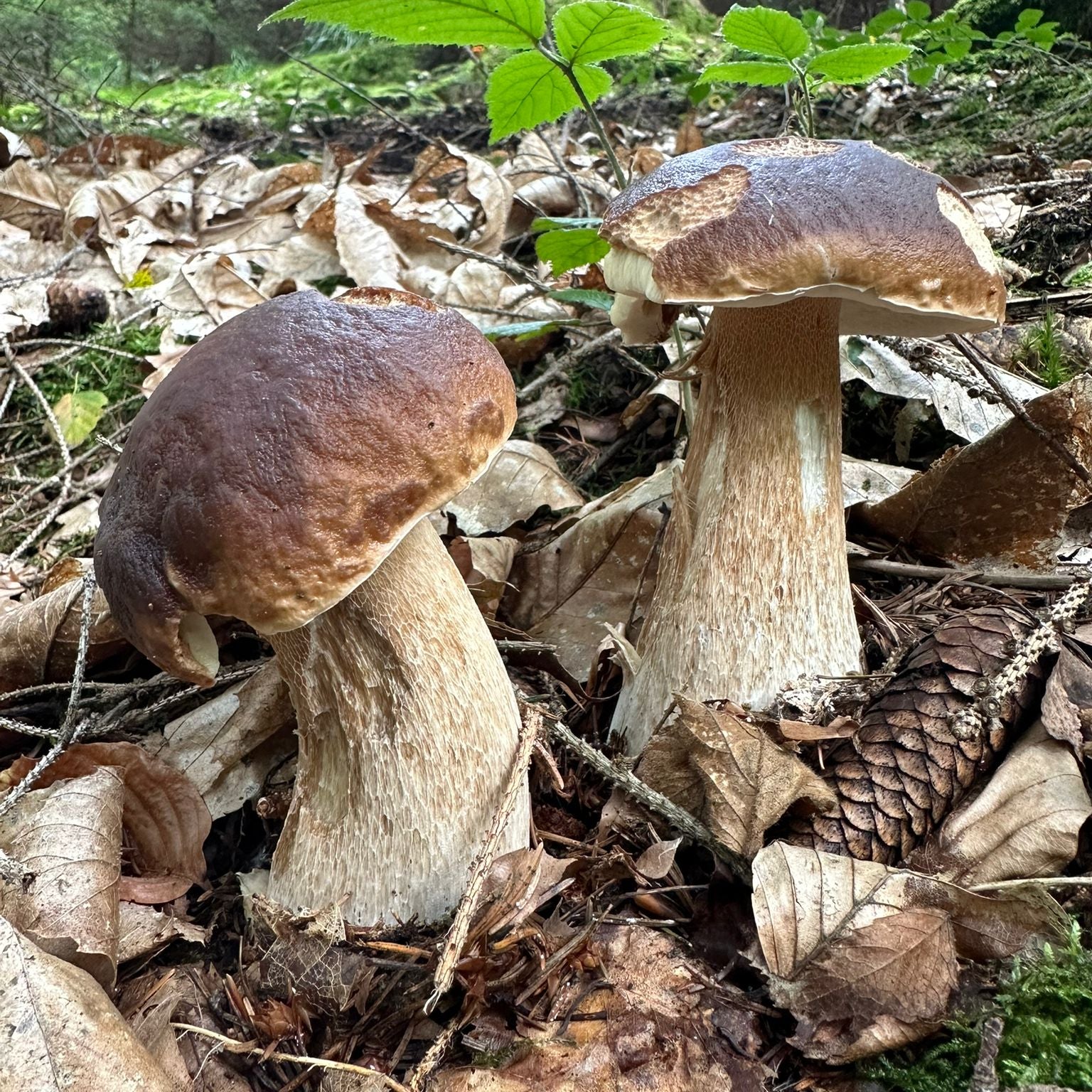 Mushroom Hunting Portland (West)