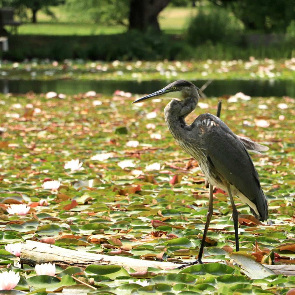 Birding San Francisco