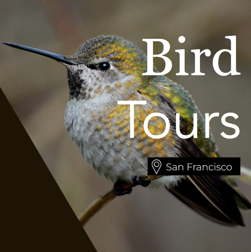 Birding San Francisco