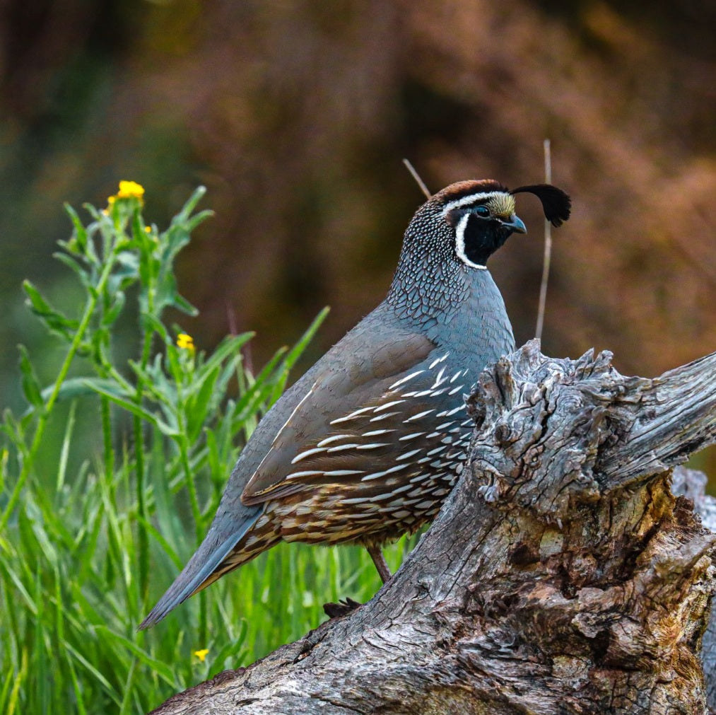 Birding San Francisco