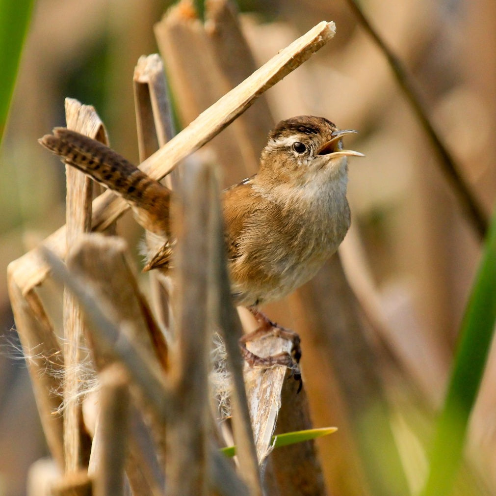 Birding San Francisco