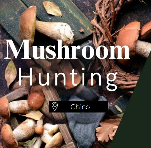 Mushroom Hunting Chico