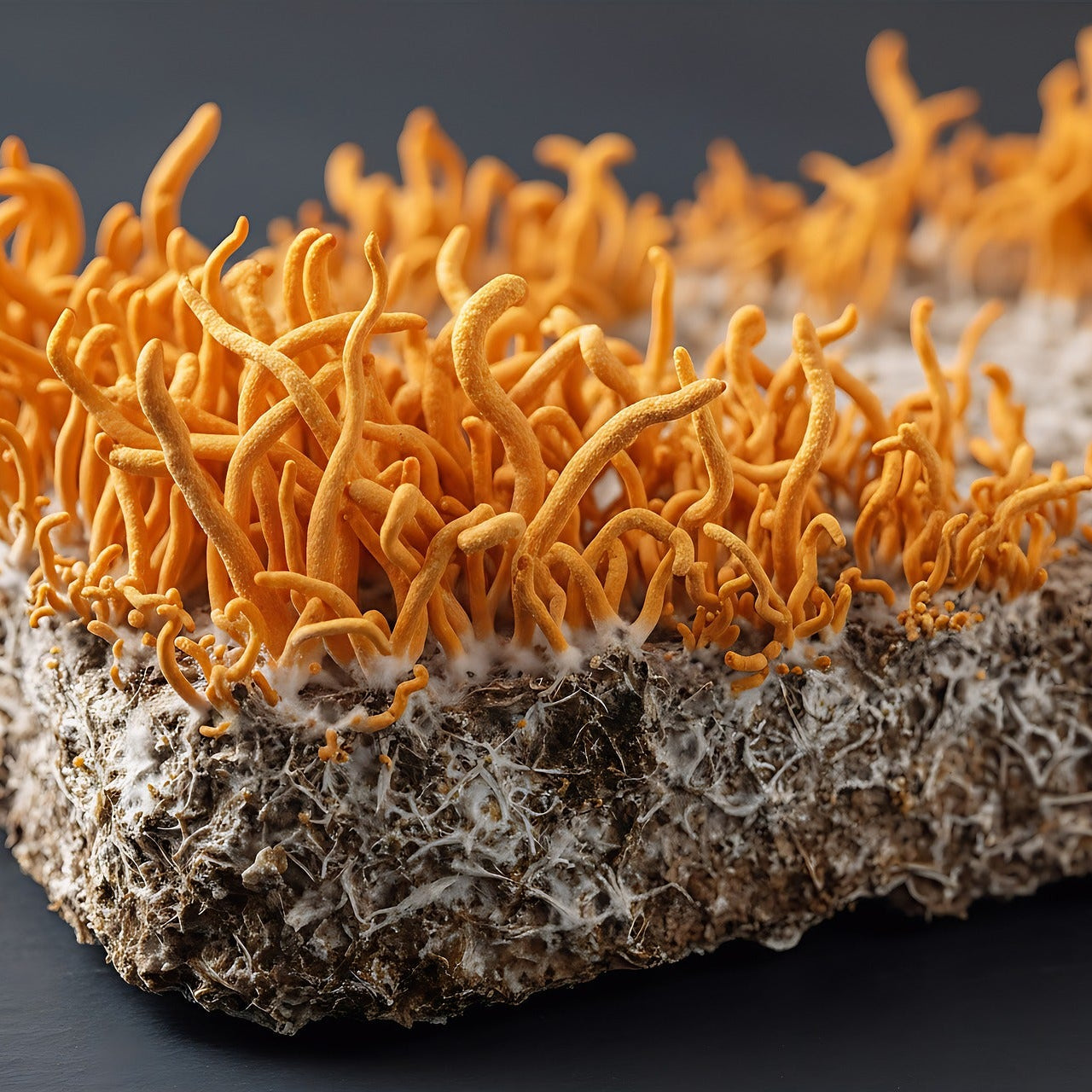 Mushroom Cultivation Class Los Angeles