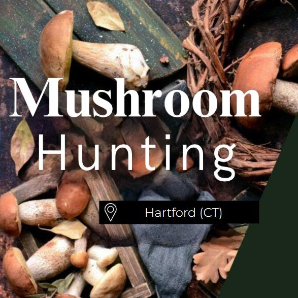 Mushroom Hunting Hartford (CT)