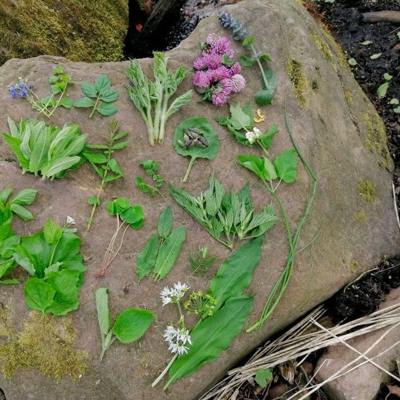 Herbal Foraging San Francisco (Oakland)