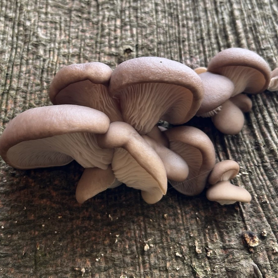 Winter mushrooms found on a guided foraging walk