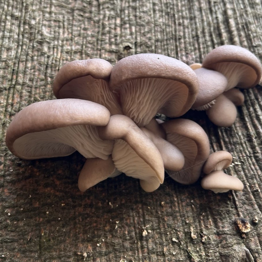 Winter mushrooms found on a guided foraging walk