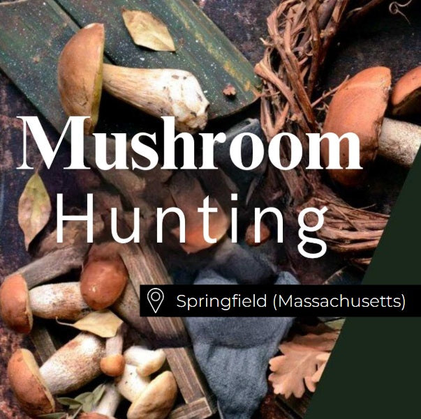 Mushroom Hunting Springfield (Massachusetts)