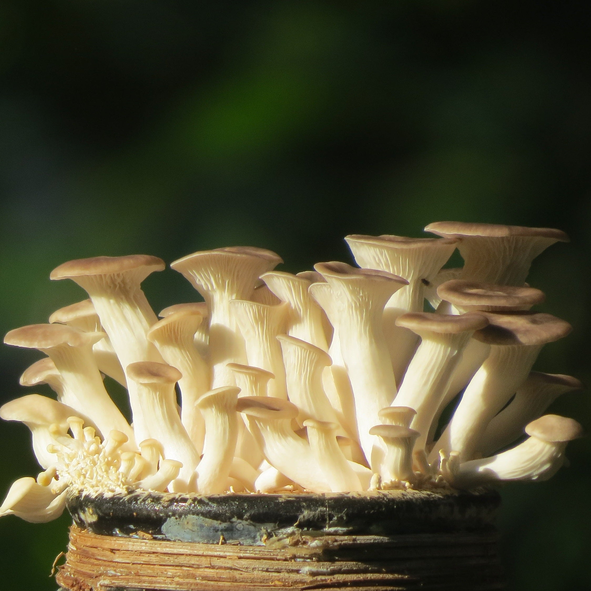 Mushroom Cultivation Class Los Angeles