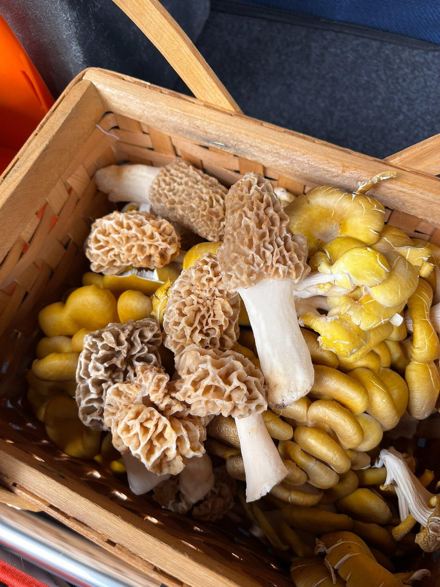 Basket of morels and golden oyster mushrooms found on a Wyldforest tour in Ann Arbor