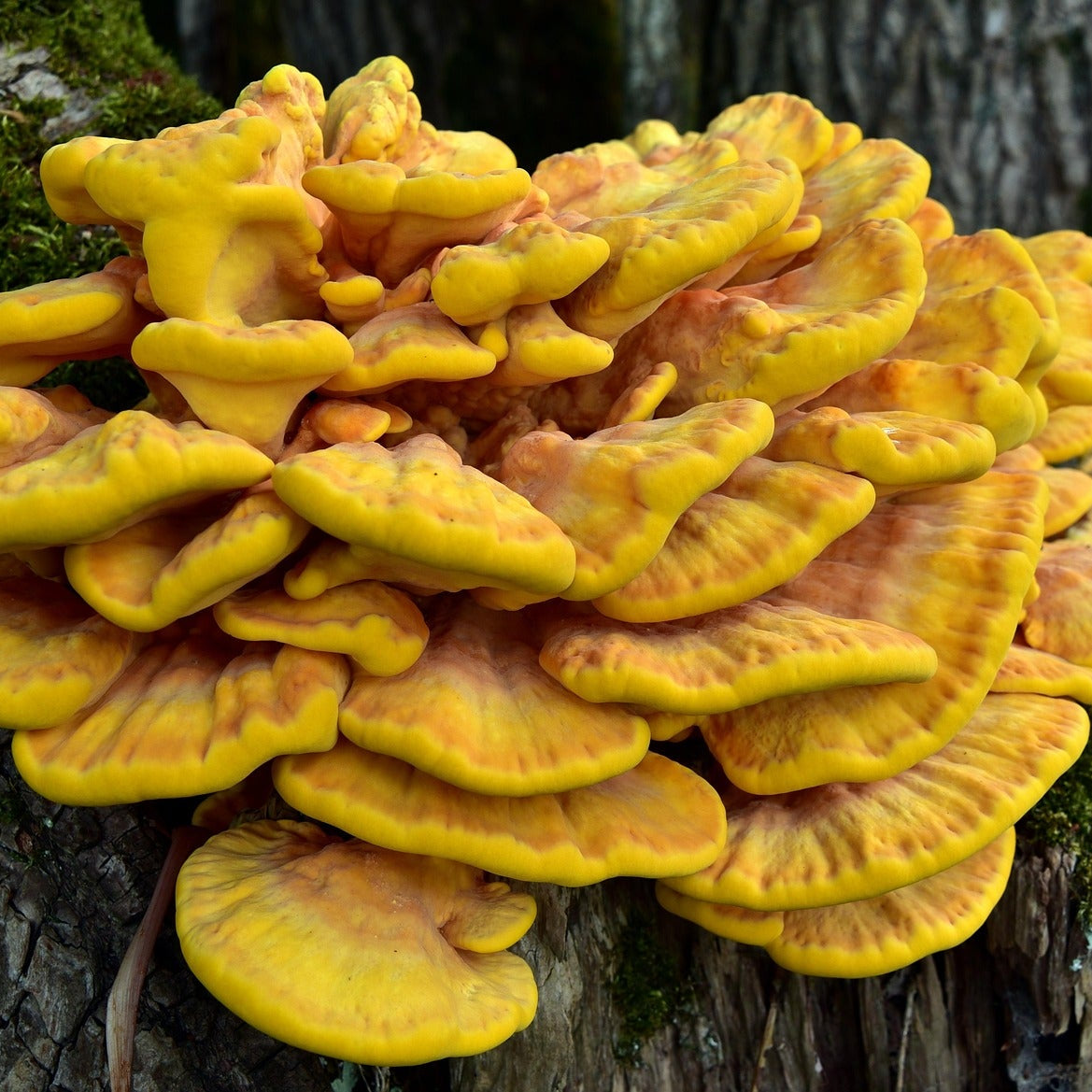 Mushroom Hunting Little Rock