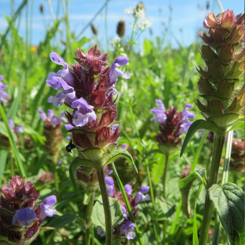 Herbal Foraging San Francisco (Oakland)