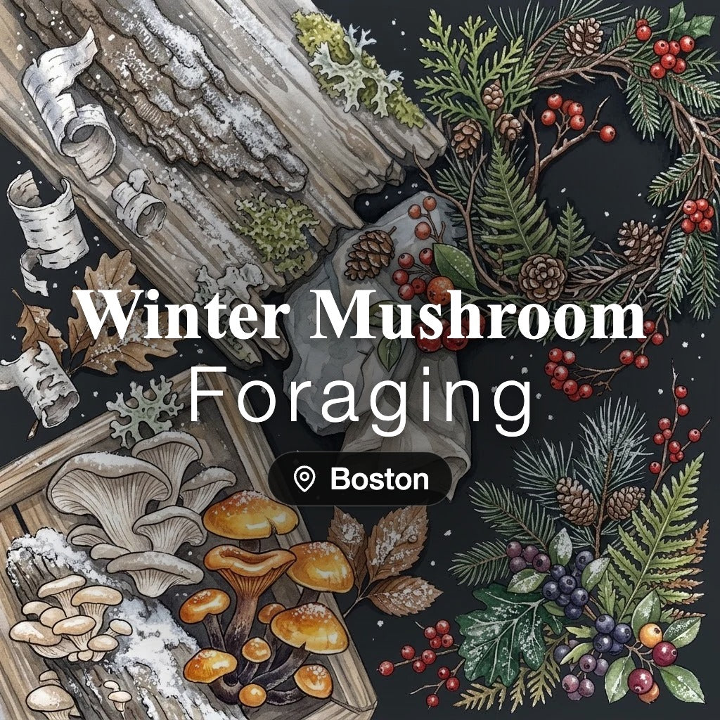 Winter Mushroom Foraging Boston: guided winter foraging tour by Wyldforest