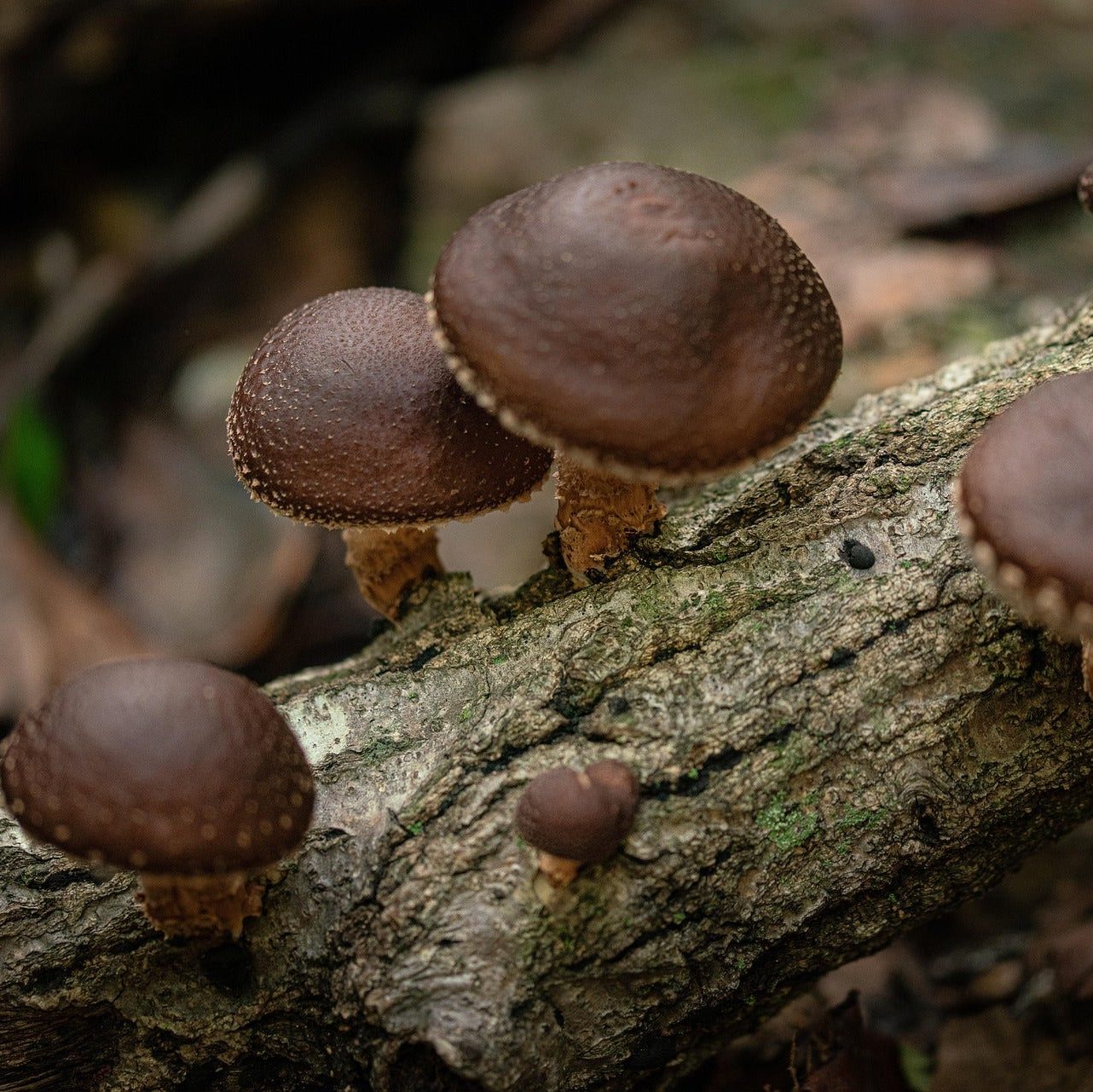 Mushroom Cultivation Class Los Angeles